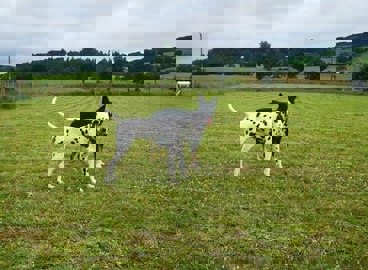 Blairgowrie Dog Parkx